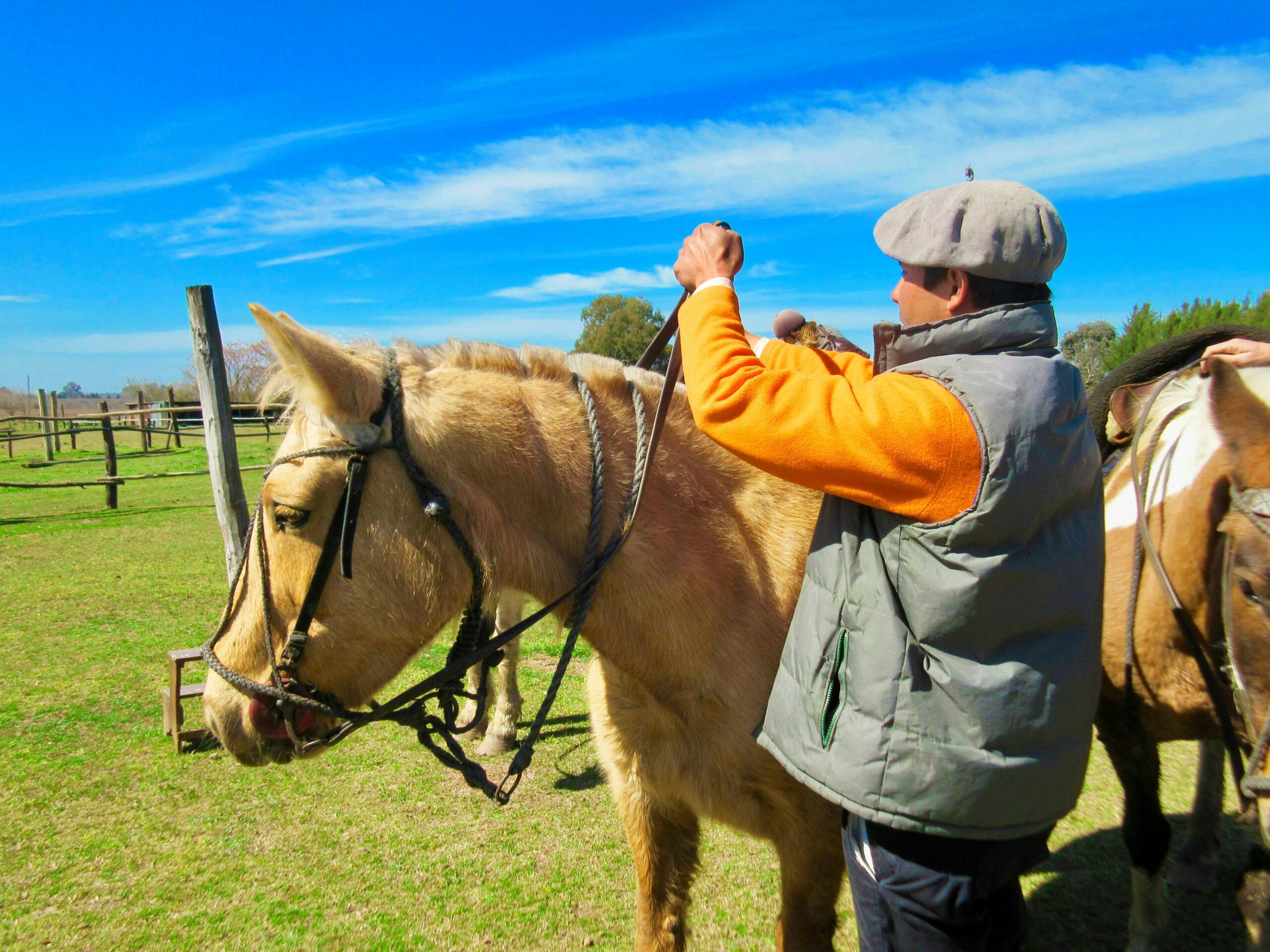 New Research Rewrites the Timeline and Location of Horse Domestication