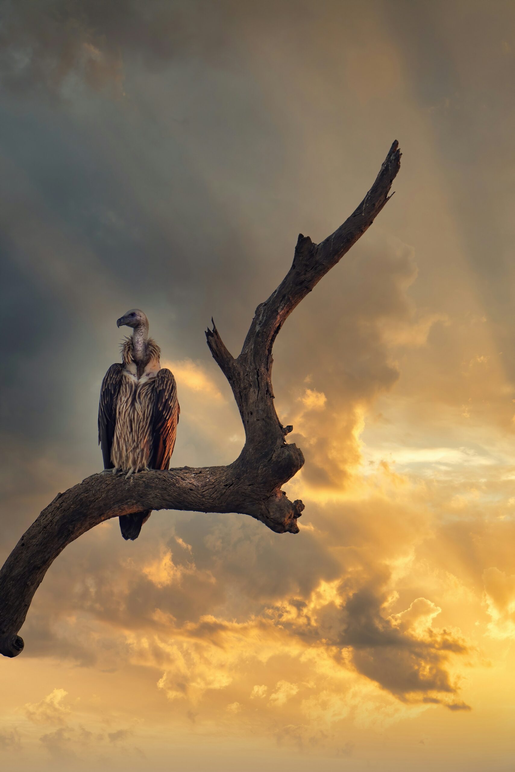 AI and Vultures: A High-Tech Collaboration for Wildlife Conservation